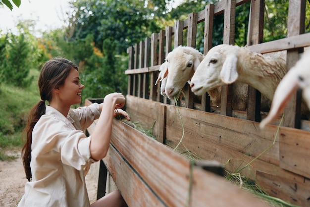 Photo a woman is feeding sheep from a wooden fence with her hand on the top of the fence