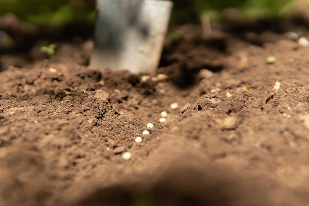 Photo a woman is gardening in her backyard she plants seedlings