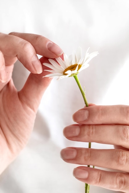 Woman is guessing on daisy flower hands closeup