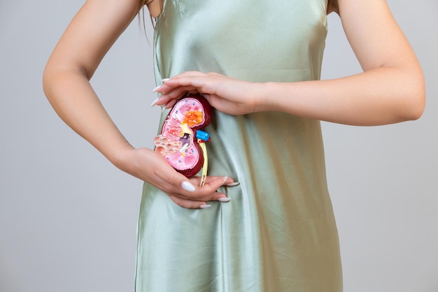 Woman is holding mockup human kidney Help and care concept