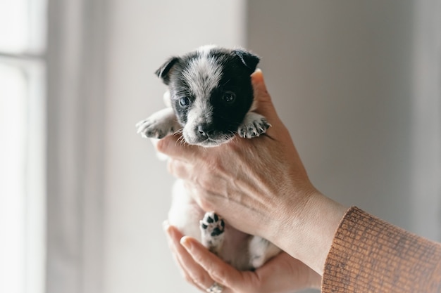 女性が子犬を腕に抱いて笑っている