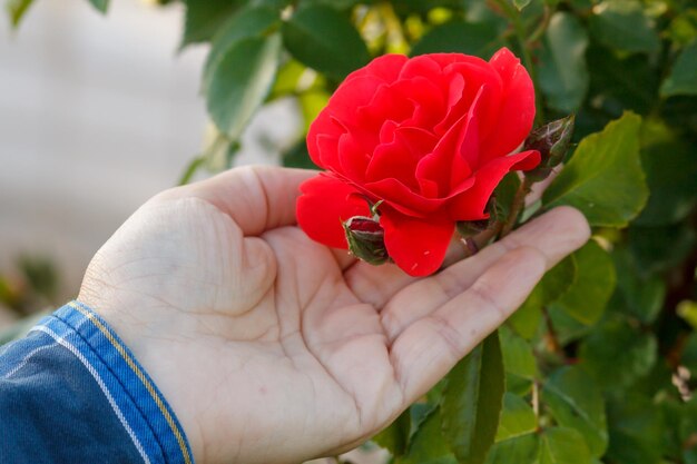 女性は背景に緑の葉と茂みにバラの花を持っています