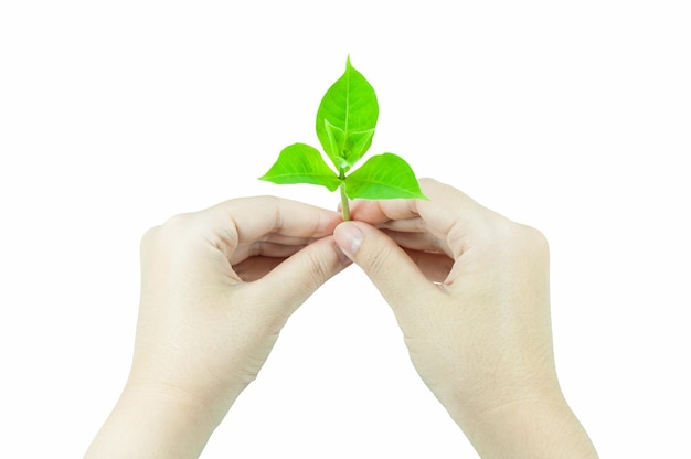 Woman is holding young plant sprout isolated on a white backgroundCorporate social and environment responsibility concept