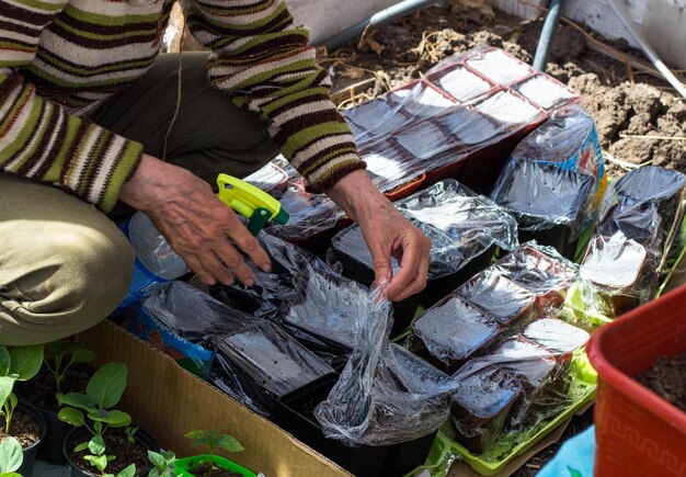 A woman is packing vegetables in a box.