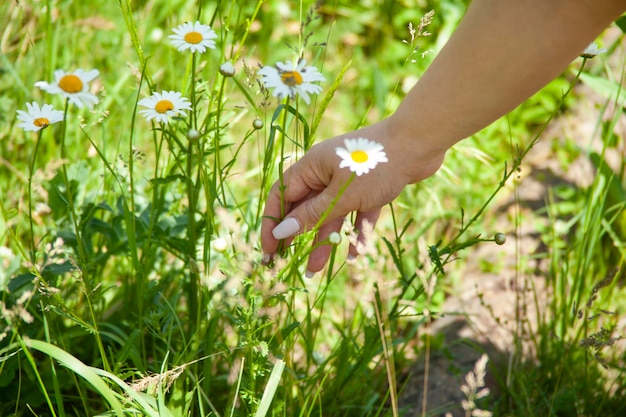 The woman is picking chamomiles