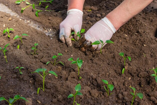 女性が温室にピーマンの苗を植えているピーマンの苗