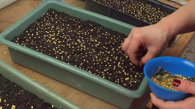 A woman is planting seedlings in flowerpots. Selective focus. People.