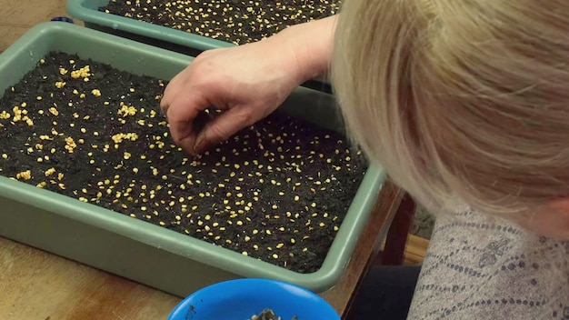 A woman is planting seedlings in flowerpots. Selective focus. People.