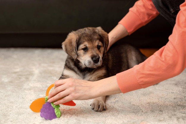 A woman is playing with a small brown puppy Women's hands closeup