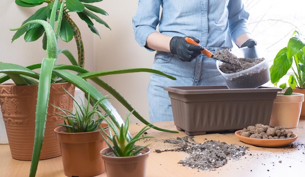 女性は屋内植物を移植する準備をしています女性は彼女の手に庭のシャベルを持っています