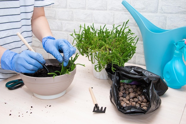 A woman is transplanting a flower at home the concept of home garden and plant care