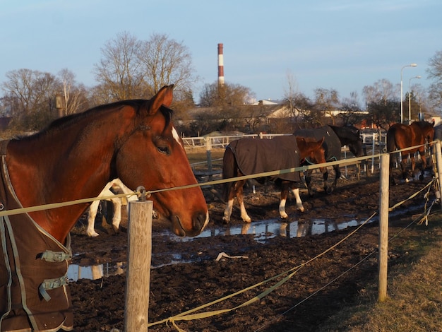 A woman is walking behind a horse with a black blanket on it.