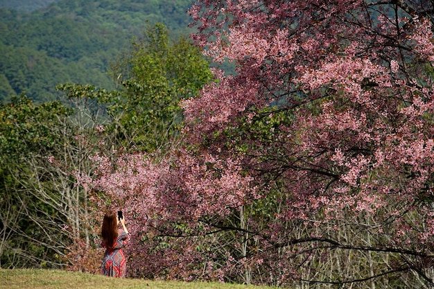 A woman is walking in a Wild Himalayan Cherry garden