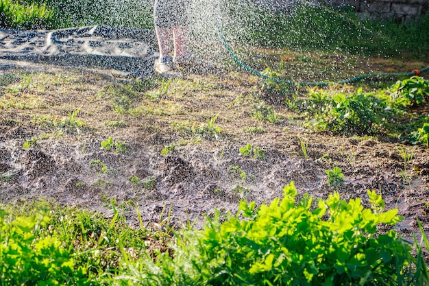 여자가 정원에서 묘목에 물을 주고 있다 햇볕에 튀는 물 농촌 생활 원예