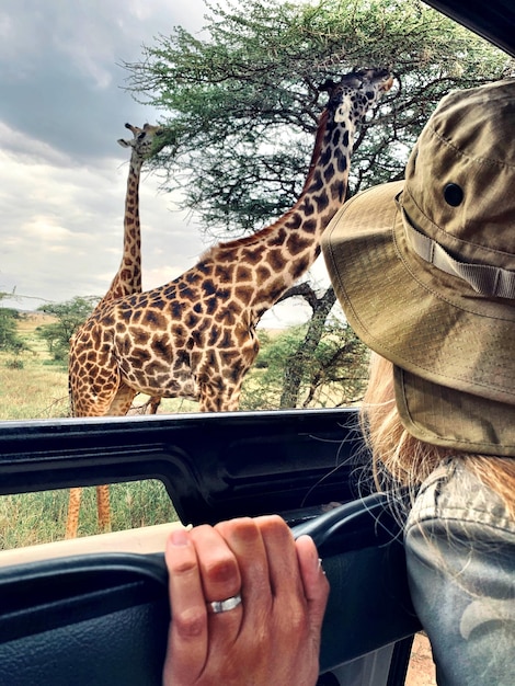 写真 国立公園のサファリ車両で旅している女性がジラフを見ています