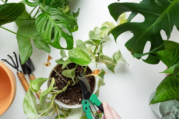 Woman looks after plants cuts off dry leaves concept of home garden taking care of home plants