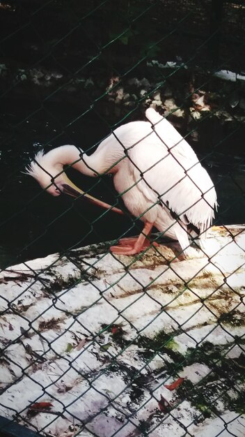 Woman lying down on fence