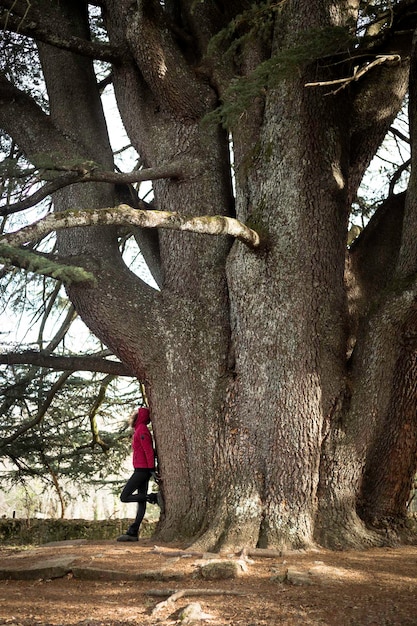 Woman and man enjoying nature with a centenary tree. Great cedar of Lebanon, located in the town of Bejar, Salamanca.