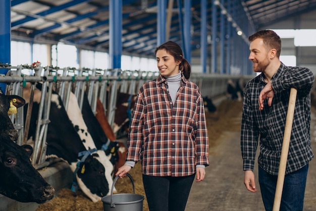 Woman and man farmers feeding cows at cowshed