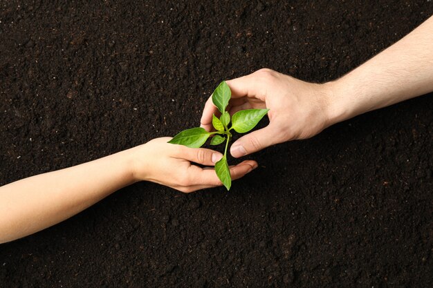 Woman and man hands hugs a green sprout in black soil