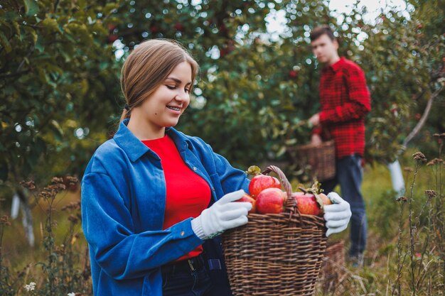 Foto una donna e un uomo lavorano in un frutteto lei raccoglie mele lui tiene una scatola i giovani stanno raccogliendo mele felici di avere un ricco raccolto il frutto del frutteto di mele è un duro lavoro un affare di famiglia