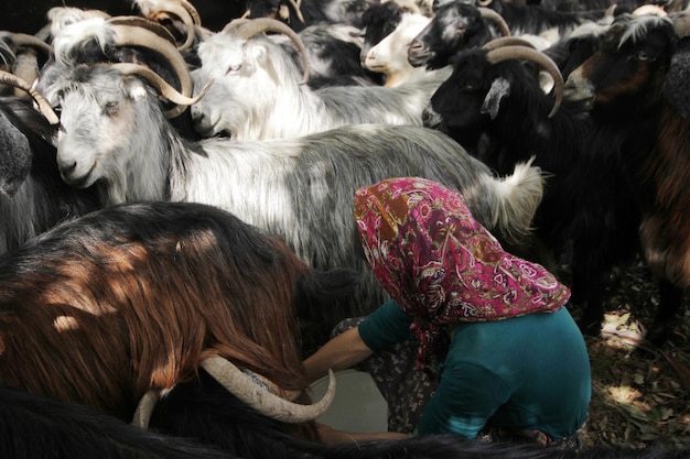 Woman milking goat on farm