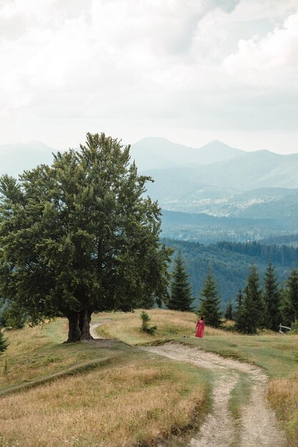 Woman near old big beech tree in the mountains