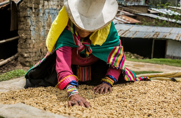 A woman in a peruvian hat is harvesting coffee beans.