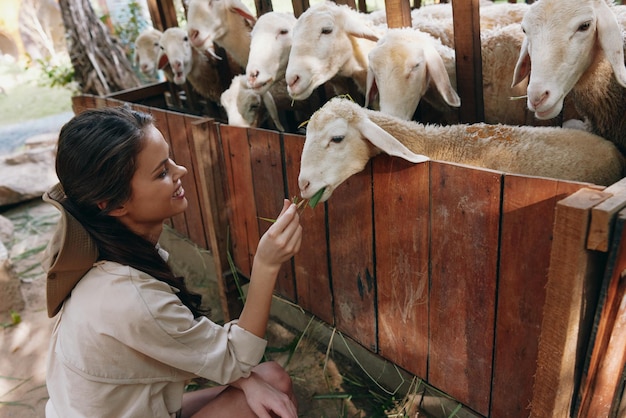 タイの農場で羊の群れを撫でている女性アジアの女性がタイの農場の羊を撫でています