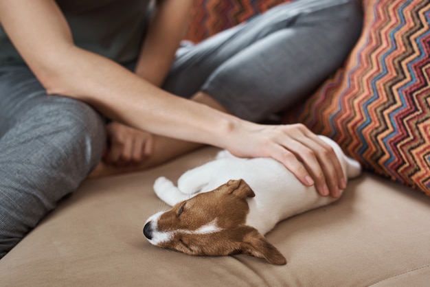 Woman petting jack russel terrier puppy dog on sofa