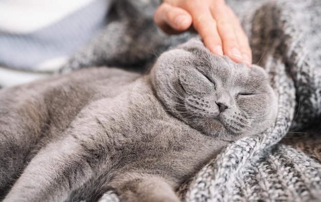 ソファで眠そうな猫をかわいがる女性家畜スコティッシュフォールド猫