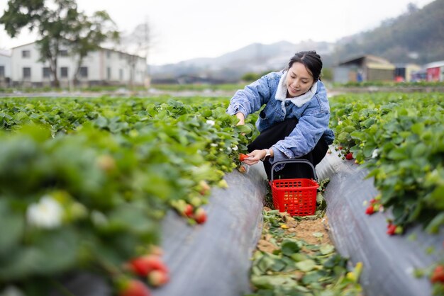 Woman pick a ripe strawberry in strawberry field