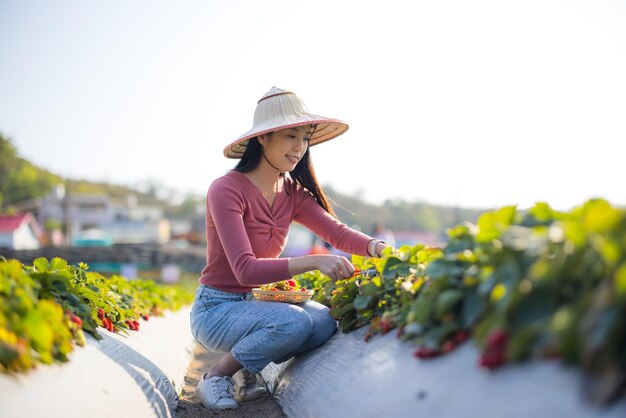 Woman pick strawberry in the field