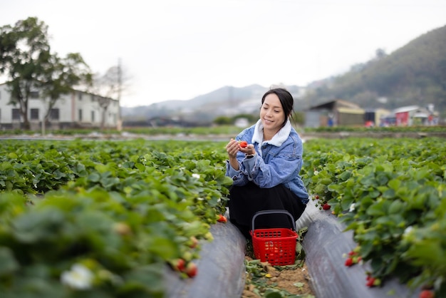 Woman pick strawberry in the field