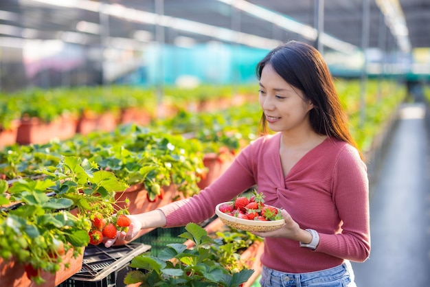 Woman pick strawberry in field