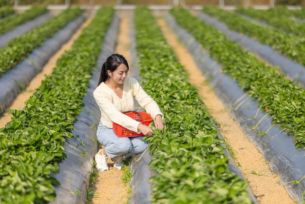 女性が有機農場でイチゴを摘む