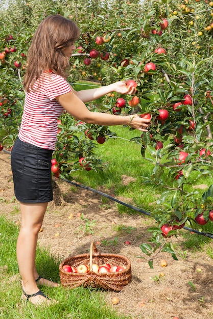 Woman picking apples 