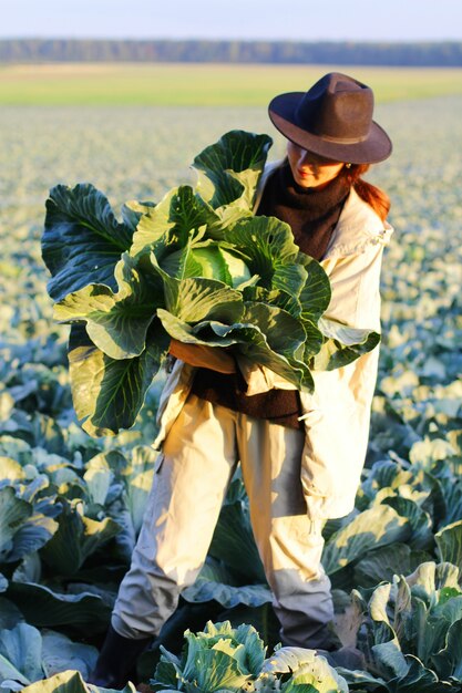 畑でキャベツ野菜を摘む女性。有機農場で働く女性農民。秋の収穫。