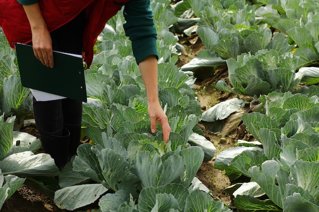 Woman picking cabbage vegetable at field female farmer working at organic farm harvesting at autumn