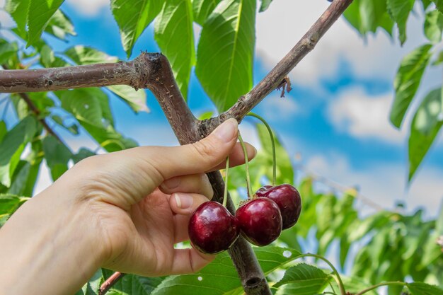 Woman picking cherry. Growing fruits in a orchard. Cherry fruits hanging on a tree branches.