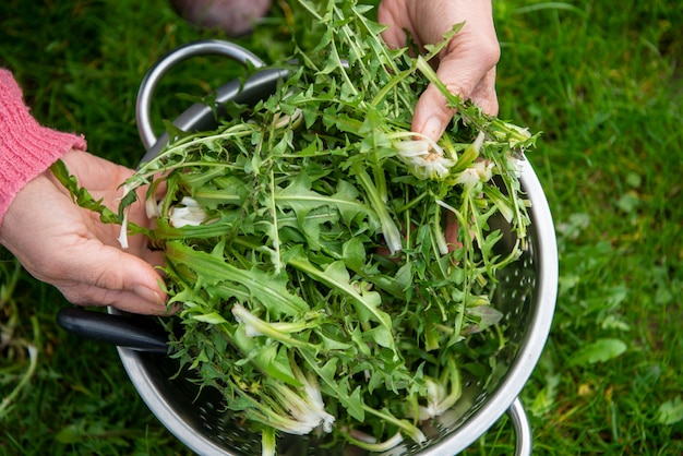 Woman picking dandelion for salad