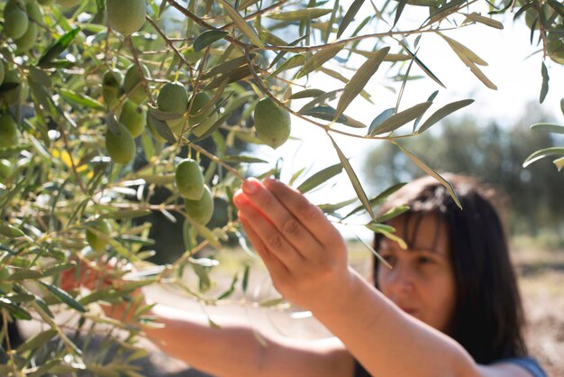 Foto donna che raccoglie frutta dall'albero