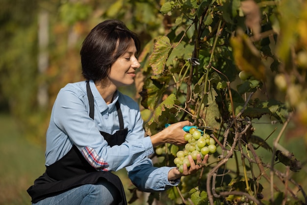 Woman picking grape on vineyard