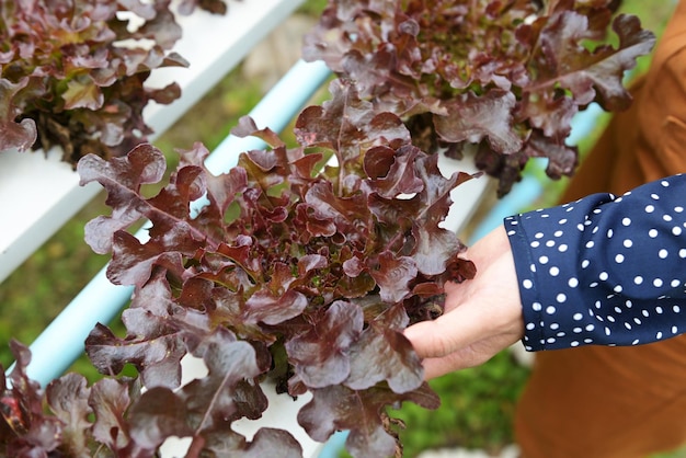 Женщина собирает гидропонные растения на воде без почвы сельское хозяйство органическая здоровая пища природа гидропонные овощи, собранные на гидропонных фермах свежий салат из красного дуба, растущий в саду
