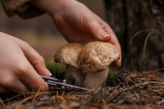 사진 가 숲 근접 촬영에서 버섯 따기 여자