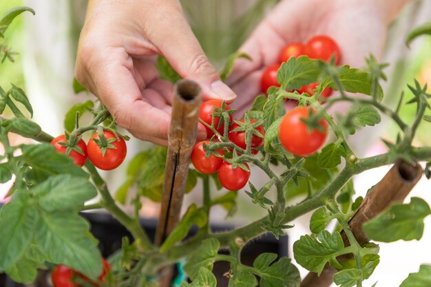 庭 の ぶどう の 木 から 熟した チェリー の トマト を 摘む 女性