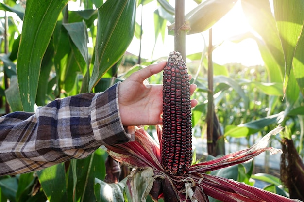 Woman picking sweet corn pods from a tree. farmer producer of bio food for local market. corn on the