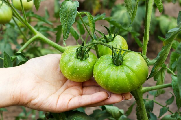 Una donna che raccoglie pomodori dal suo giardino si fa pioggia.