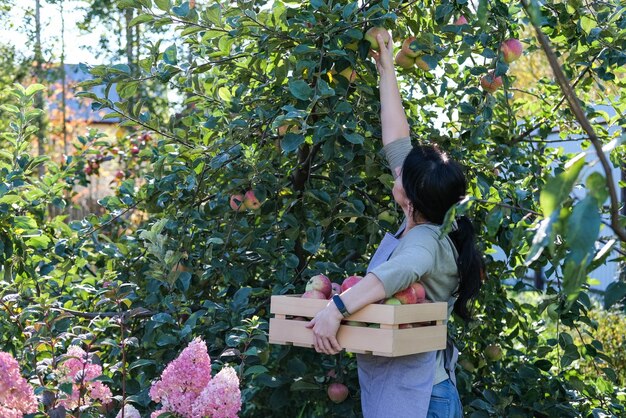 A woman picks apples in the garden harvesting