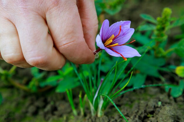 Woman picks a purple saffron on field